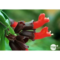 Aeschynanthus : suspension Ø15cm