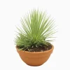 Agave Stricta 'Nana' en coupe de D.20cm/H.25cm