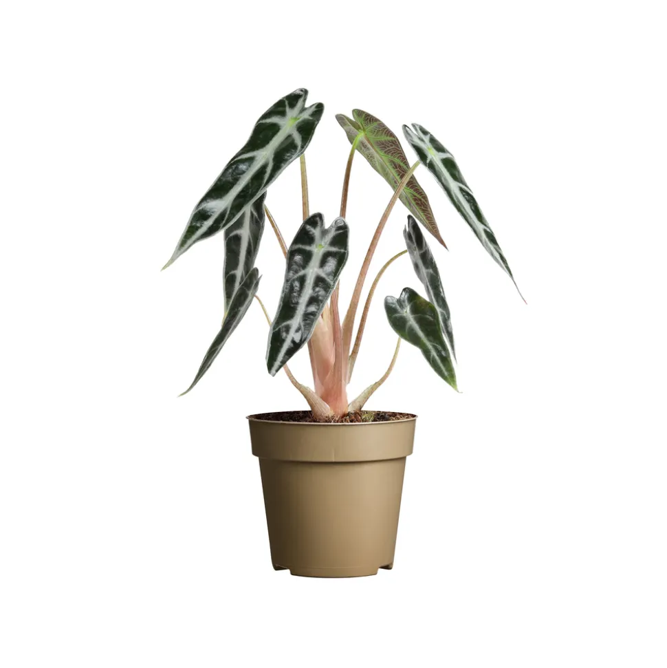 Alocasia 'Bambino' : pot D.9cm - H.20cm