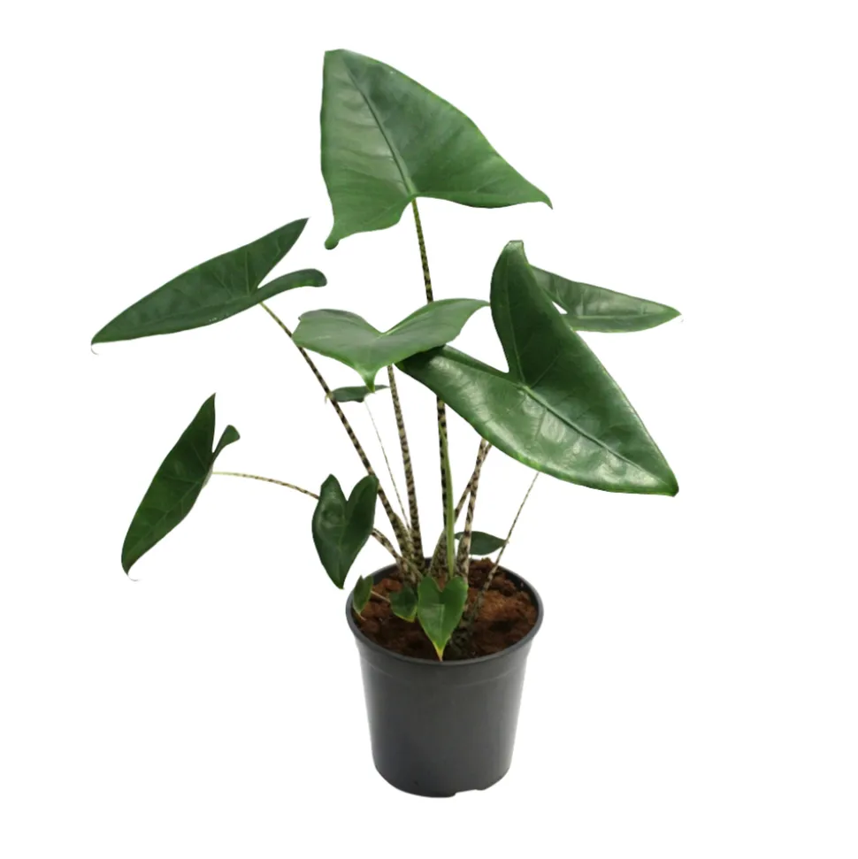 Alocasia 'Zebrina', Ø21 cm
