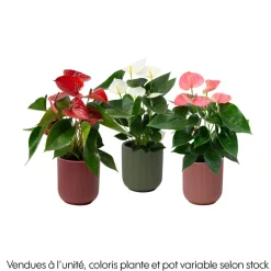 Anthurium Grandiflora, coloris variable : cache pot D.14cm