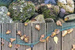 AQUAGART - Filet de bassin 15 m x 16 m filet de feuillage filet de protection contre les feuilles robuste