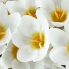 ARBORIX - 250 crocus ard schenk - 250 x crocus ard schenk