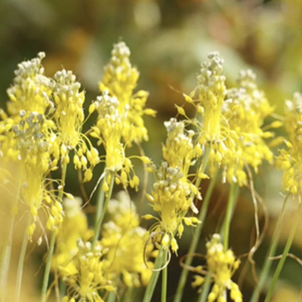 ARBORIX - 25 x ail d'ornement flavum - bulbes à fleurs de printemps