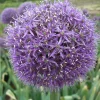 ARBORIX - 25 x ail d'ornement aflatunense - bulbes à fleurs de printemps