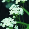ARBORIX - 50 x ail d'ornement neapolitanum - bulbes à fleurs de printemps