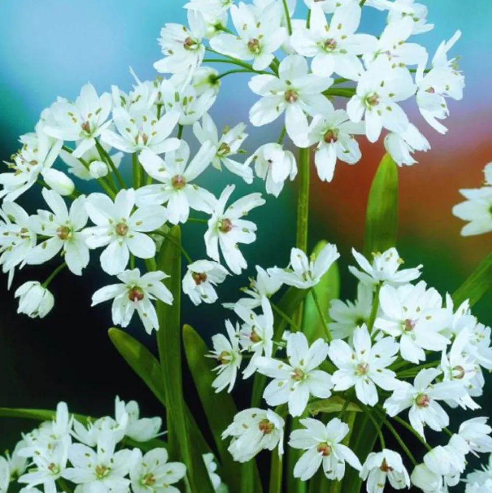 ARBORIX - 50 x ail d'ornement cowanii - bulbes à fleurs de printemps