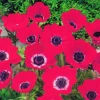 ARBORIX - 50 x anemone hollandia - bulbes à fleurs de printemps