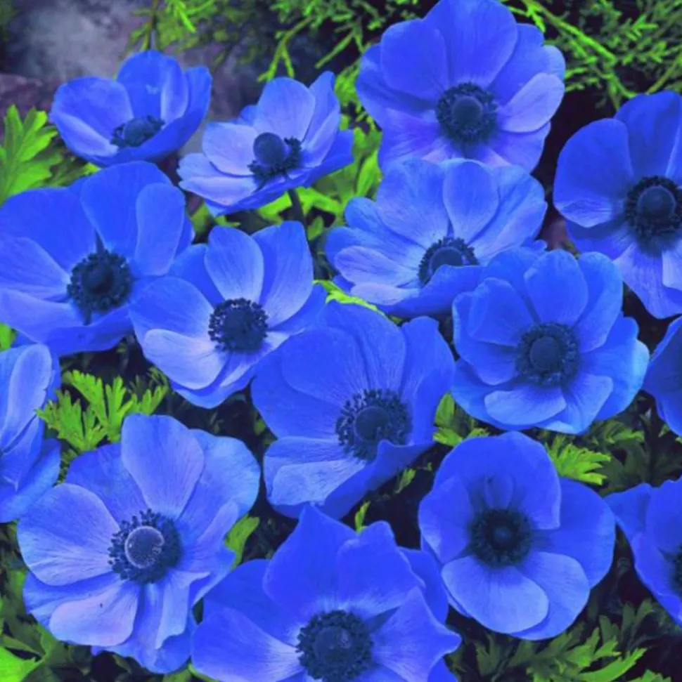 ARBORIX - 50 x anemone mister fokker - bulbes à fleurs de printemps