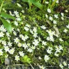 ARBORIX - 5 x anemone nemerosa alba - 5 x anemone nemerosa 'alba'