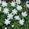 ARBORIX - 10 x anemone vestal - bulbes à fleurs de printemps