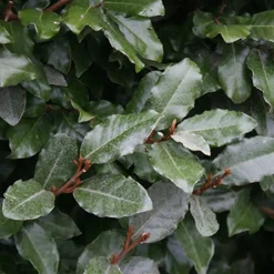 ARBORIX - 2 x chalef de ebbing - elaeagnus ebbingei - 60-80 cm pot