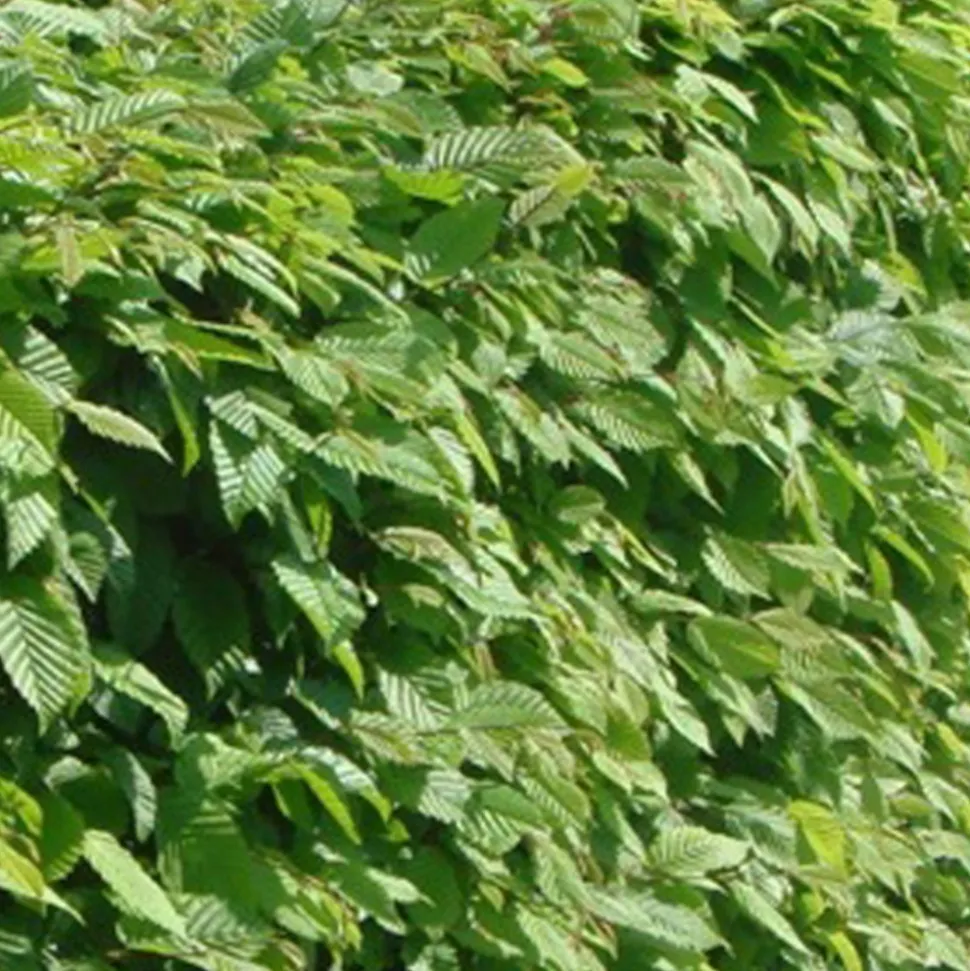 ARBORIX - 2 x charme commun - carpinus betulus - 60-80 cm pot