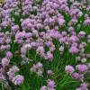 ARBORIX - 6 x ciboulette - allium schoenoprasum - godet 9cm x 9cm