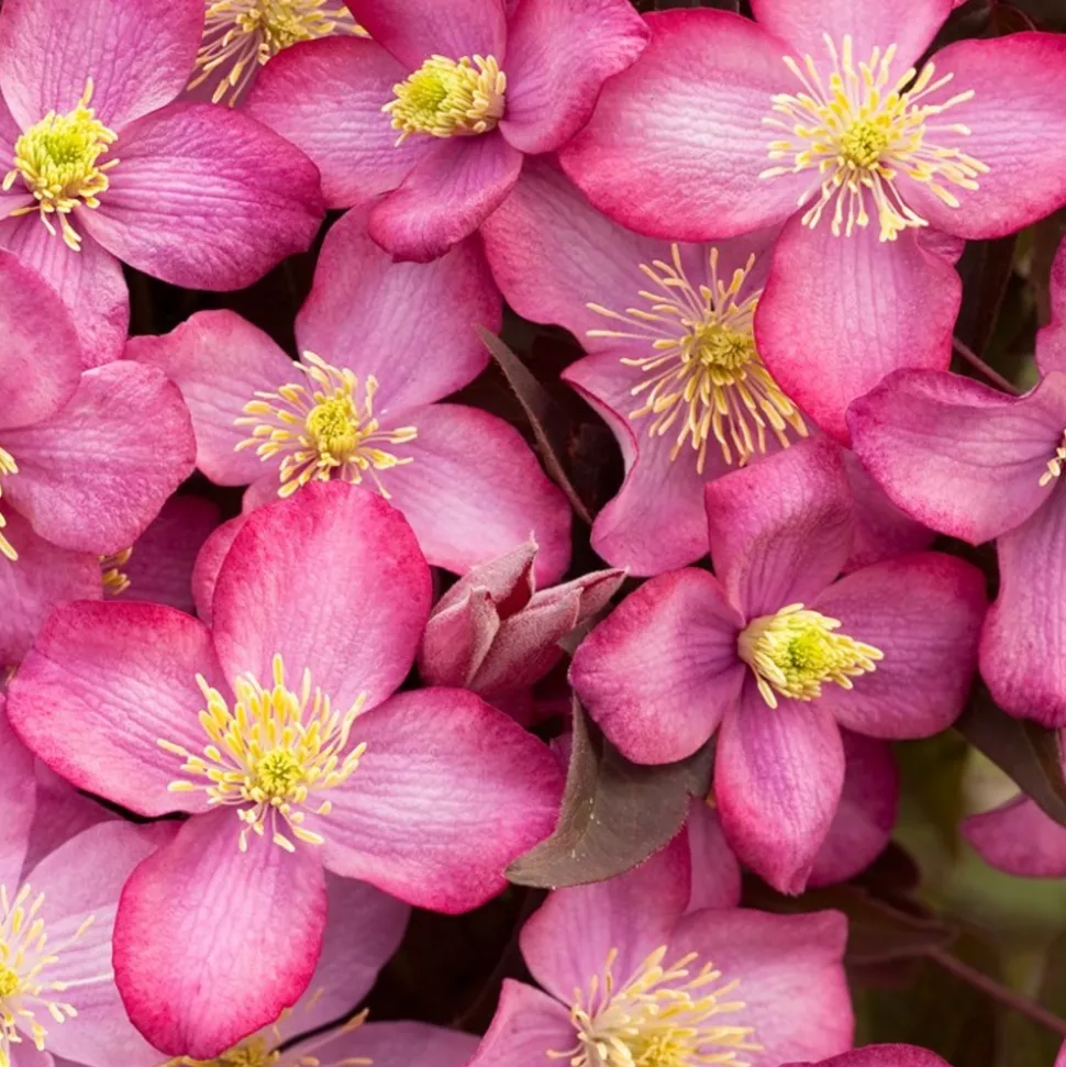 ARBORIX - 2 x clématite 'freda' - clematis montana 'freda' - 50-60 cm pot
