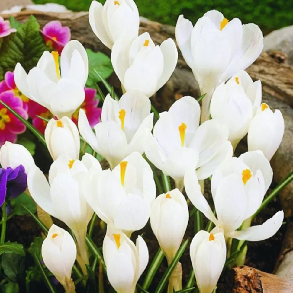 ARBORIX - 50 x crocus jeanne d'arc - bulbes à fleurs de printemps