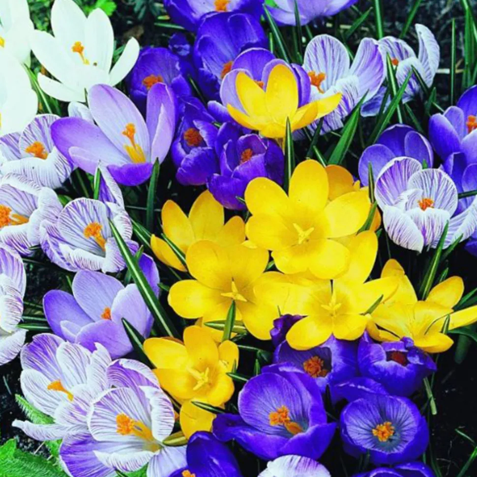 ARBORIX - 50 x crocus mix - bulbes à fleurs de printemps