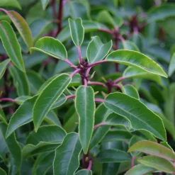 ARBORIX - 2 x laurier du portugal - prunus lusitanica - 40-50 cm pot