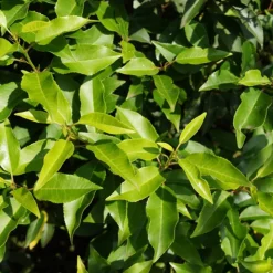 ARBORIX - 2 x laurier du portugal 'angustifolia' - prunus lusitanica 'angustifolia' - 50-60 cm pot