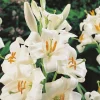 ARBORIX - 5 x lis candidum - 5 x lelie candidum