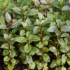 ARBORIX - 6 x menthe poivrée 'nigra' - mentha piperita 'nigra' - godet 9cm x 9cm