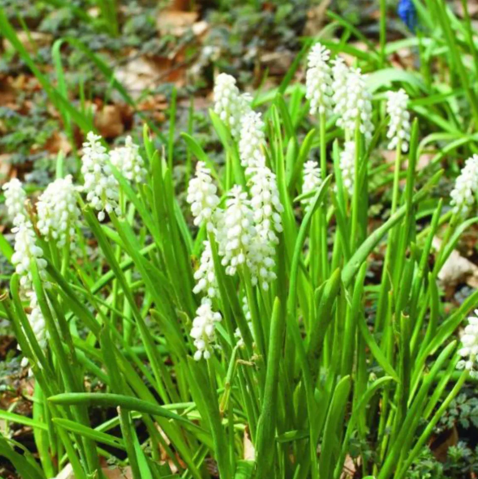 ARBORIX - 50 x muscari botryoides album - bulbes à fleurs de printemps