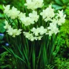ARBORIX - 25 x narcis petrel - bulbes à fleurs de printemps
