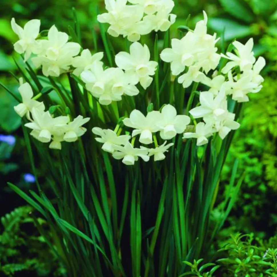 ARBORIX - 25 x narcis petrel - bulbes à fleurs de printemps