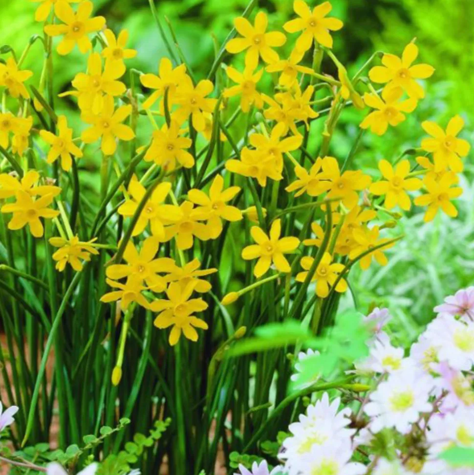 ARBORIX - 50 x narcisses baby moon - bulbes à fleurs de printemps
