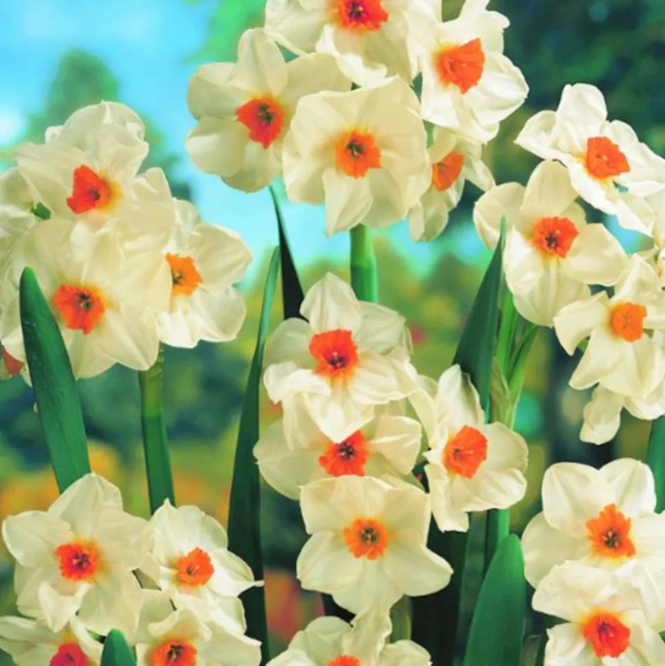 ARBORIX - 50 x narcisses cragford - bulbes à fleurs de printemps