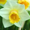 ARBORIX - 50 x narcisses salome - bulbes à fleurs de printemps