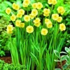 ARBORIX - 50 x narcisses sun disc - bulbes à fleurs de printemps