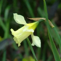 ARBORIX - 50 x narcisses wp milner - bulbes à fleurs de printemps