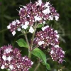 ARBORIX - 6 x origan commun - origanum vulgare - godet 9cm x 9cm