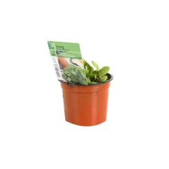ARBORIX - 6 x oseille commune - rumex acetosa - godet 9cm x 9cm