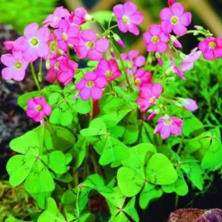 ARBORIX - 10 x oxalis deppei - bulbes à fleurs de printemps