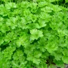 ARBORIX - 6 x persil plat - petroselinum crispum - godet 9cm x 9cm