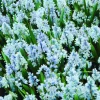 ARBORIX - 10 x puschkinia libanotica - bulbes à fleurs de printemps