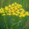 ARBORIX - 6 x rue - ruta graveolens - godet 9cm x 9cm