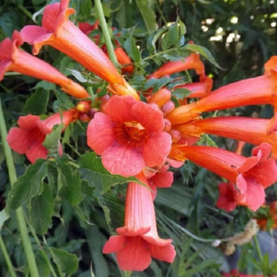 ARBORIX - 2 x trompette de virginie - campsis tagliabuana 'madame galen' - 50-60 cm pot