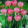 ARBORIX - 50 x tulipe angélique - bulbes à fleurs de printemps
