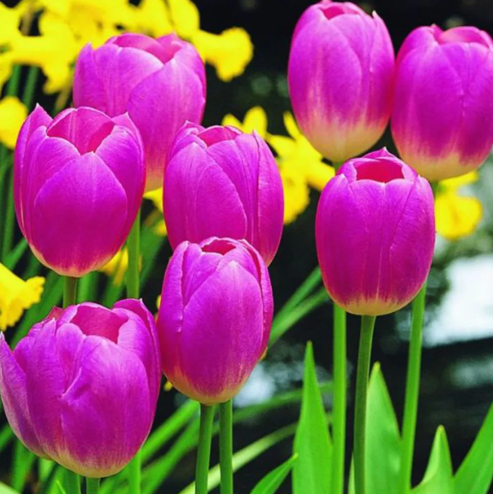 ARBORIX - 50 x tulipe blenda - bulbes à fleurs de printemps
