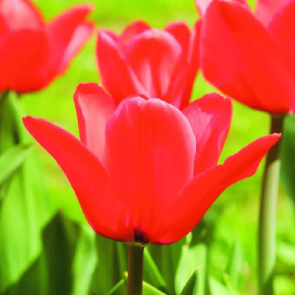 ARBORIX - 50 x tulipe capri - bulbes à fleurs de printemps