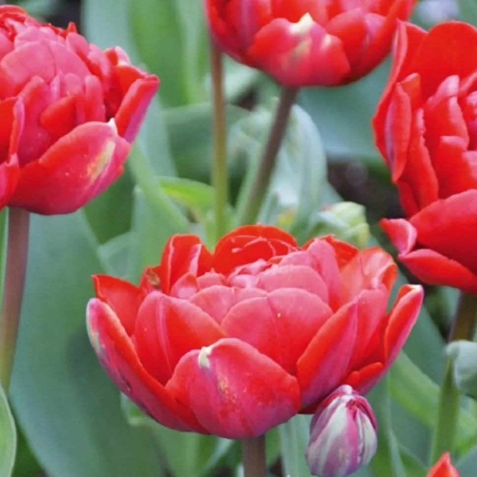 ARBORIX - 50 x tulipe carlton - bulbes à fleurs de printemps