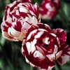 ARBORIX - 50 x tulipe carnaval de nice - bulbes à fleurs de printemps