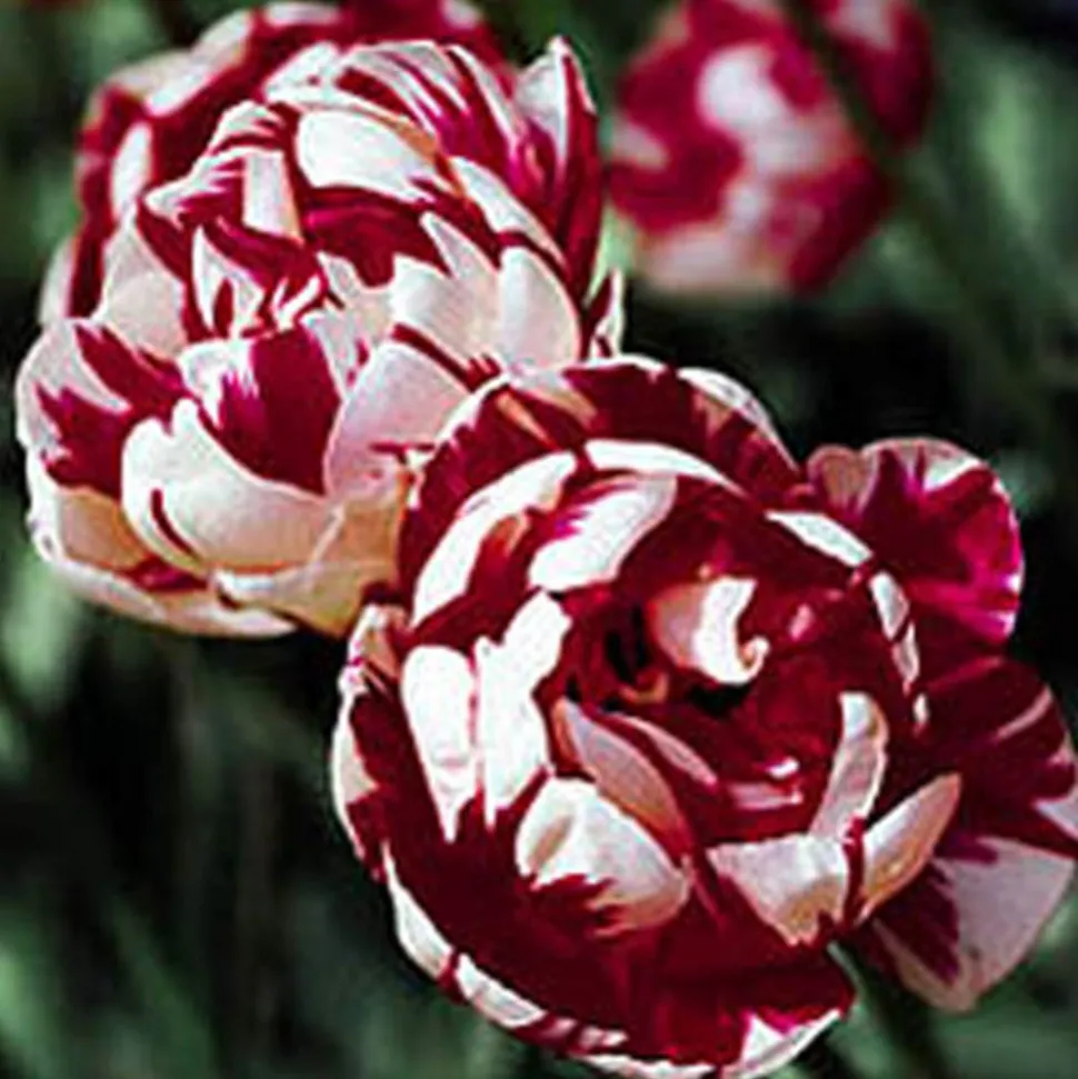 ARBORIX - 50 x tulipe carnaval de nice - bulbes à fleurs de printemps