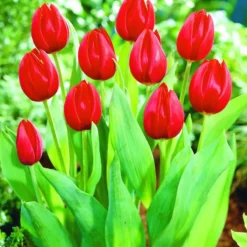 ARBORIX - 50 x tulipe cassini - bulbes à fleurs de printemps