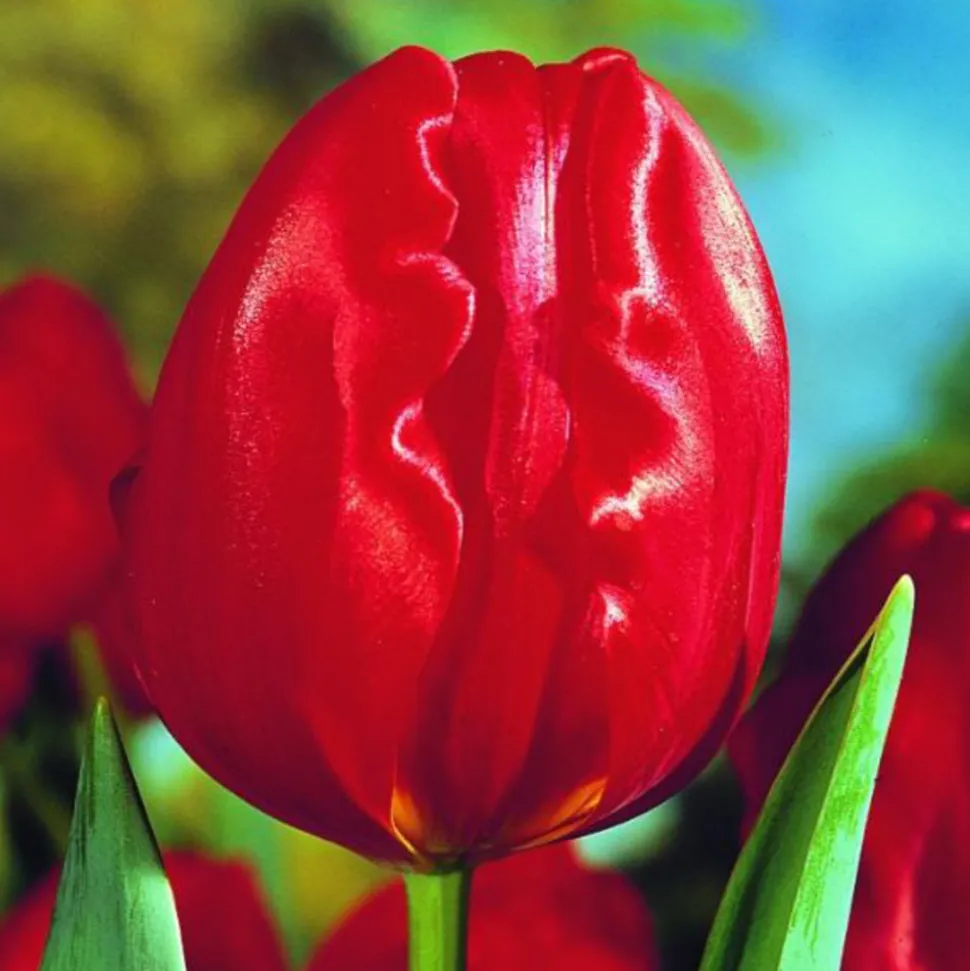 ARBORIX - 50 x tulipe charles - bulbes à fleurs de printemps