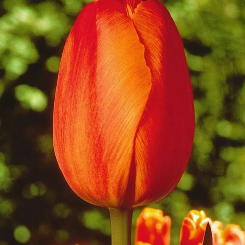 ARBORIX - 50 x tulipe dillenburg - bulbes à fleurs de printemps