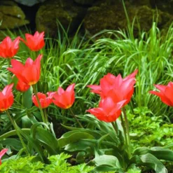 ARBORIX - 50 x tulipe eichleri - bulbes à fleurs de printemps